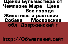 Щенки Бульмастифа от Чемпиона Мира › Цена ­ 1 000 - Все города Животные и растения » Собаки   . Московская обл.,Дзержинский г.